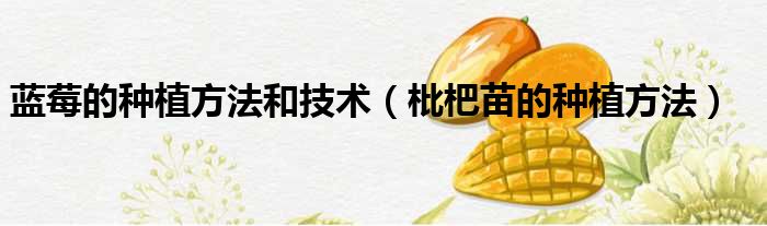 蓝莓的种植方法和技术 枇杷苗的种植方法