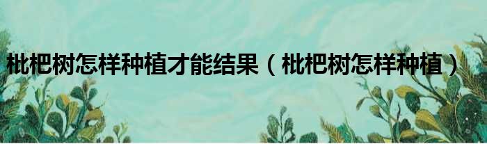 枇杷树怎样种植才能结果 枇杷树怎样种植