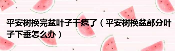 平安树换完盆叶子干瘪了 平安树换盆部分叶子下垂怎么办