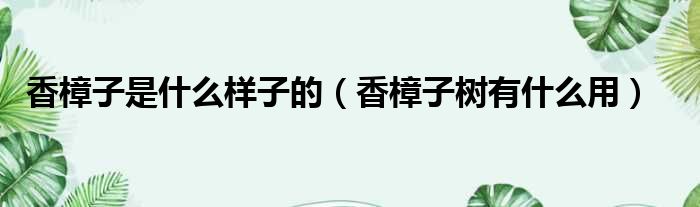香樟子是什么样子的 香樟子树有什么用