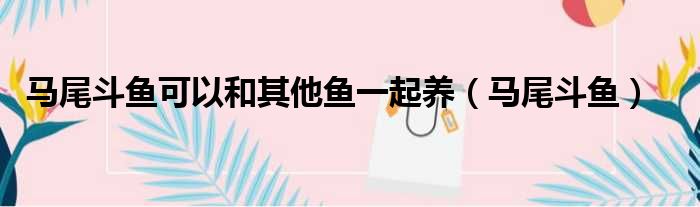 马尾斗鱼可以和其他鱼一起养 马尾斗鱼