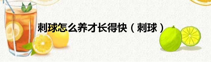 刺球怎么养才长得快 刺球
