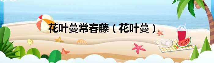 花叶蔓常春藤 花叶蔓