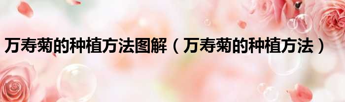 万寿菊的种植方法图解 万寿菊的种植方法