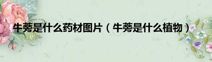 牛蒡是什么药材图片 牛蒡是什么植物