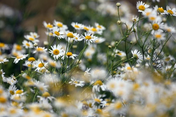 洋甘菊是哪个国家的国花