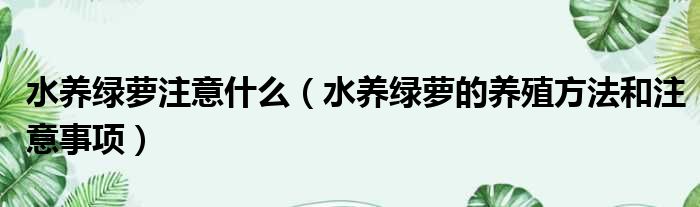 水养绿萝注意什么 水养绿萝的养殖方法和注意事项