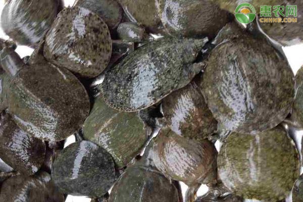 有机甲鱼是什么甲鱼 有机甲鱼要怎么进行认证