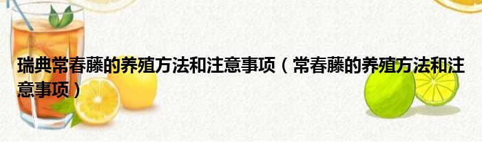 瑞典常春藤的养殖方法和注意事项 常春藤的养殖方法和注意事项