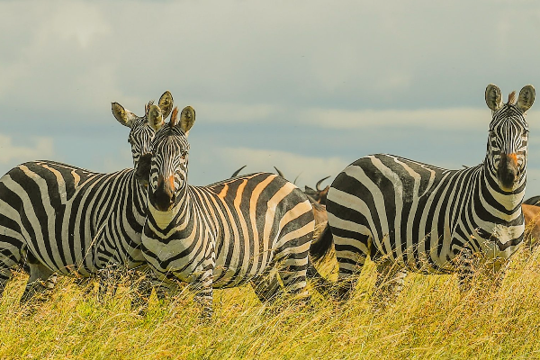 斑马是白底黑纹还是黑底白纹