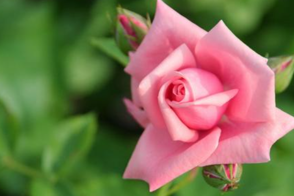 玫瑰花的介绍及特点