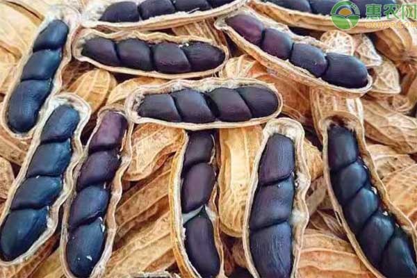黑花生产地主要在哪 黑花生种植效益如何