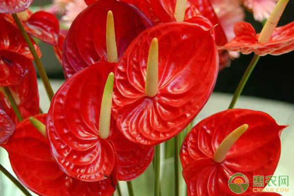 红掌的原产地在哪 红掌与白掌有何区别