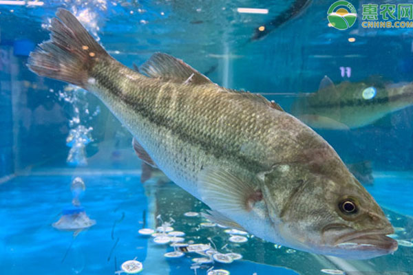鲈鱼是海鱼吗 海鲈鱼和淡水鲈鱼有哪些区别