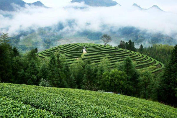 高山名茶是什么茶