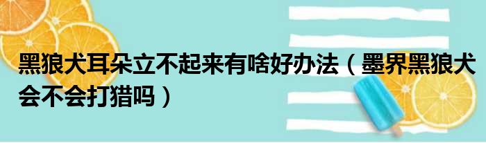 黑狼犬耳朵立不起来有啥好办法 墨界黑狼犬会不会打猎吗