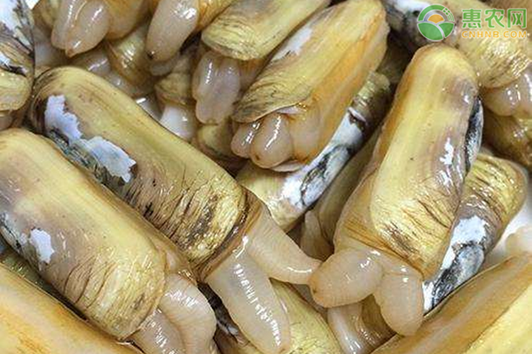 缢蛏产地分布在哪 怎么清洗才干净