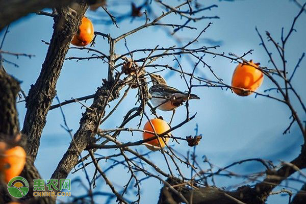 2022年白露节气是几月几号几时几分几秒