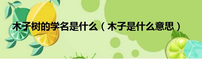 木子树的学名是什么 木子是什么意思