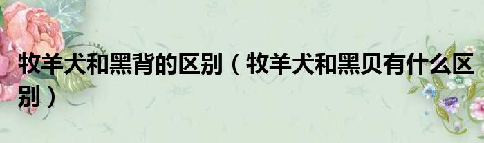 牧羊犬和黑背的区别 牧羊犬和黑贝有什么区别