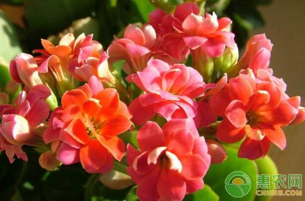 长寿花一般什么时候开花 有哪些种类