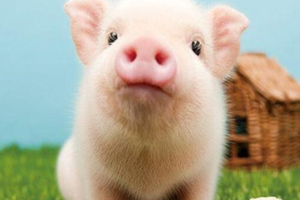 春华秋实数第一是指什么生肖