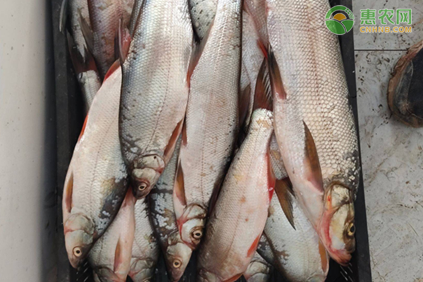 翘嘴红鲌产地在哪 翘嘴红鲌和翘嘴白鱼的区别