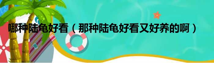 哪种陆龟好看 那种陆龟好看又好养的啊