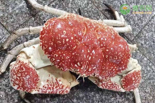 皇帝蟹原产地在哪里 皇帝蟹和帝王蟹有什么区别