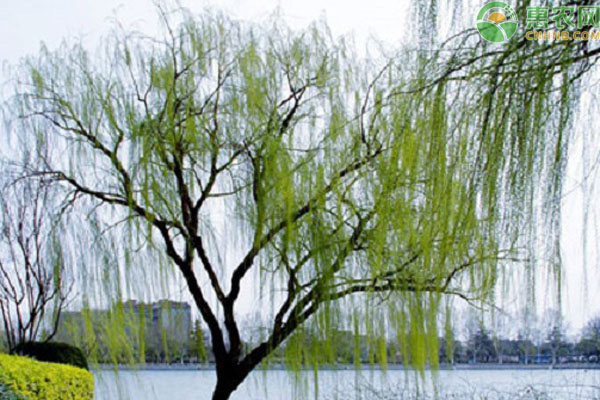 垂柳树苗多少钱一棵 哪里有卖