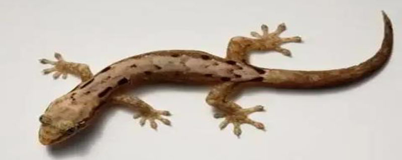 壁虎的粪便干了是什么样子