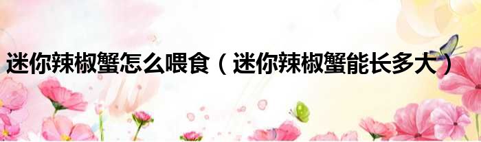 迷你辣椒蟹怎么喂食 迷你辣椒蟹能长多大