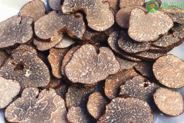 松露是什么东西 有哪些种类