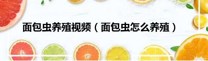 面包虫养殖视频 面包虫怎么养殖