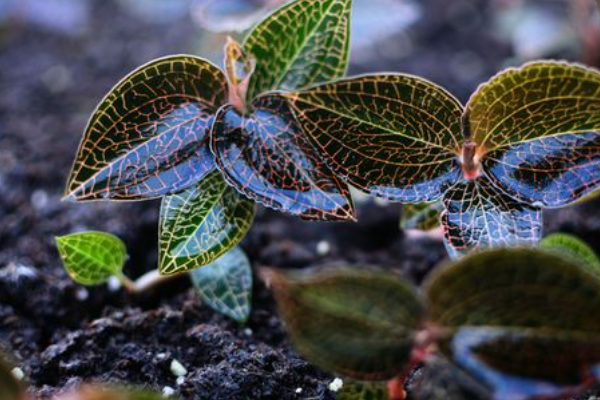 金线莲是国家几级保护植物
