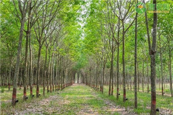 天然橡胶多少钱一吨 天然橡胶和合成橡胶有什么区别