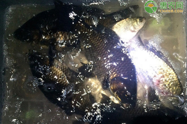 黑鲫鱼是什么品种 和白鲫鱼哪个好