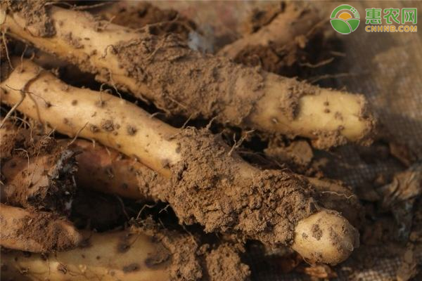铁棍山药产地在哪 有何特点
