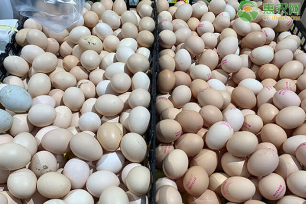 无菌鸡蛋能生吃吗 和普通鸡蛋有什么区别