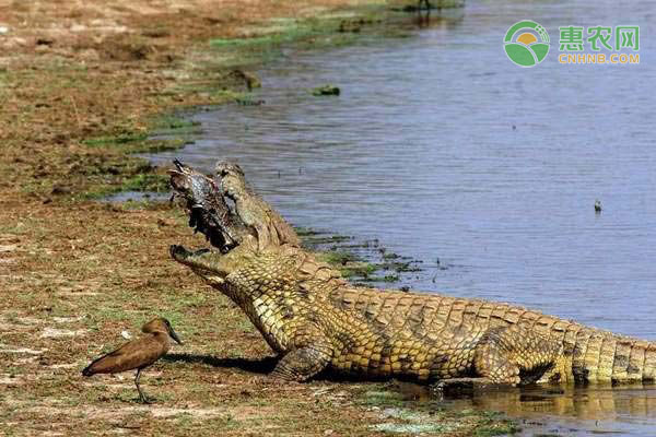 鳄鱼为什么不吃河马