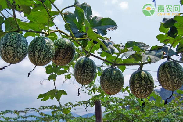 吊瓜子主要产地在哪 怎么种好吊瓜子