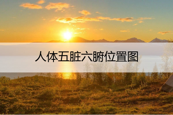 人体五脏六腑位置图 人体五脏六腑的位置立体图及功能