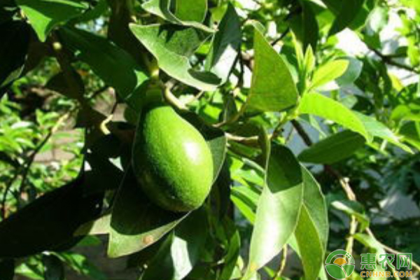 牛油果什么时候成熟上市 怎么挑选