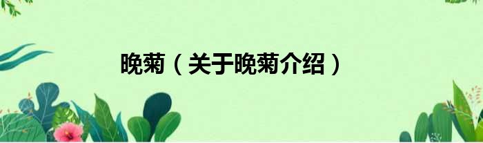 晚菊 关于晚菊介绍