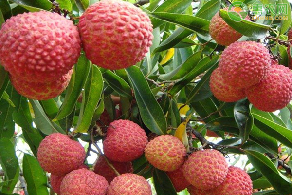 桂味荔枝产地在哪 桂味荔枝与妃子笑区别