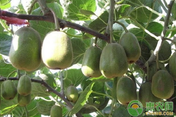 为什么选择猕猴桃园地时最好选择向阳坡