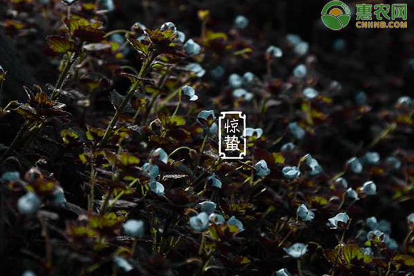 惊蛰节气是什么意思 有哪些习俗