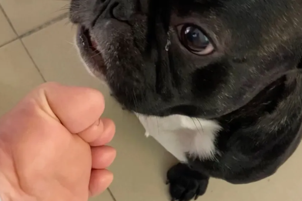 舔狗是什么意思呢