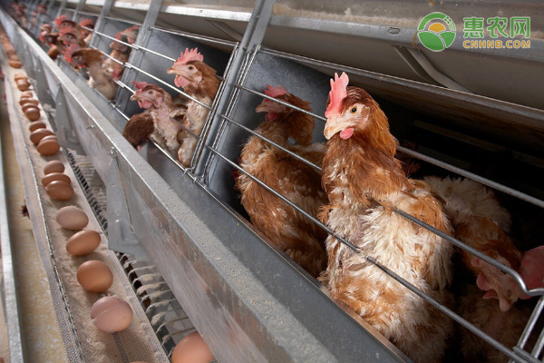 蛋鸡品种有哪些 养殖周期一般是多久