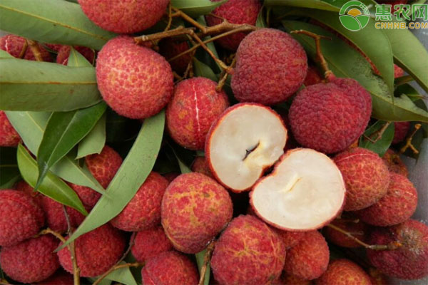 无核荔枝苗多少钱一棵 种植几年挂果